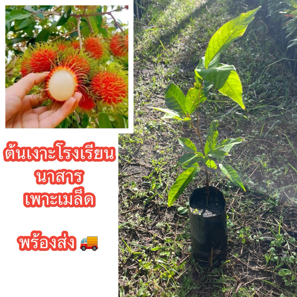 ต้นเงาะโรงเรียนนาสาร เพาะเมล็ด (สั่งขั้นต่ำ2ต้น)🔥ถ้าซื้อ5ต้นแถม1ต้น ผลกลมสวย ลูกดก เนื้อหนาแห้งกรอบล่อนไม่ติดเมล็ด หวาน
