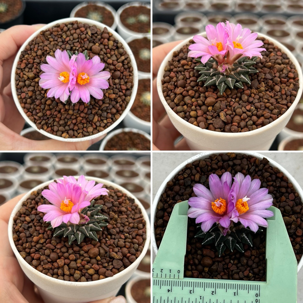 Ariocarpus Kotschoubeyanus: อริโอคาร์ปัส คอชชู แคคตัส กระบองเพชร