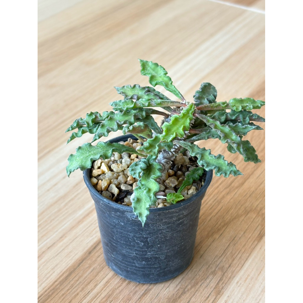 ไดโนเสาร์ ใบหยัก (Euphorbia decaryi) ขนาดกระถาง 2 นิ้ว 🚚ส่งทั้งกระถาง