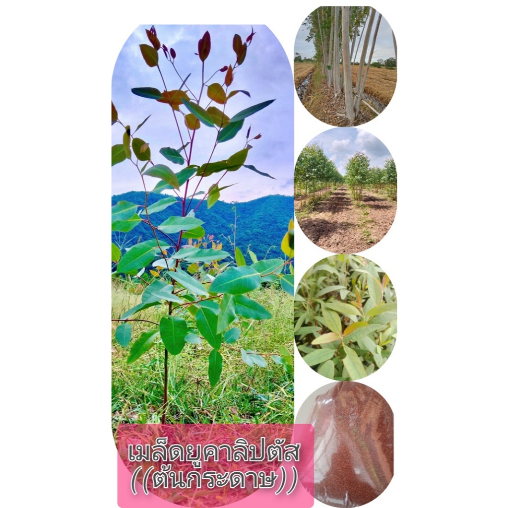 เมล็ดยูคาลิปตัสสายพันธ์ุโตเร็วแข็งแรงทนแล้ง เป็นพืชเศรษฐกิจ ชุด 40000 เมล็ด ราคา 359 บาท