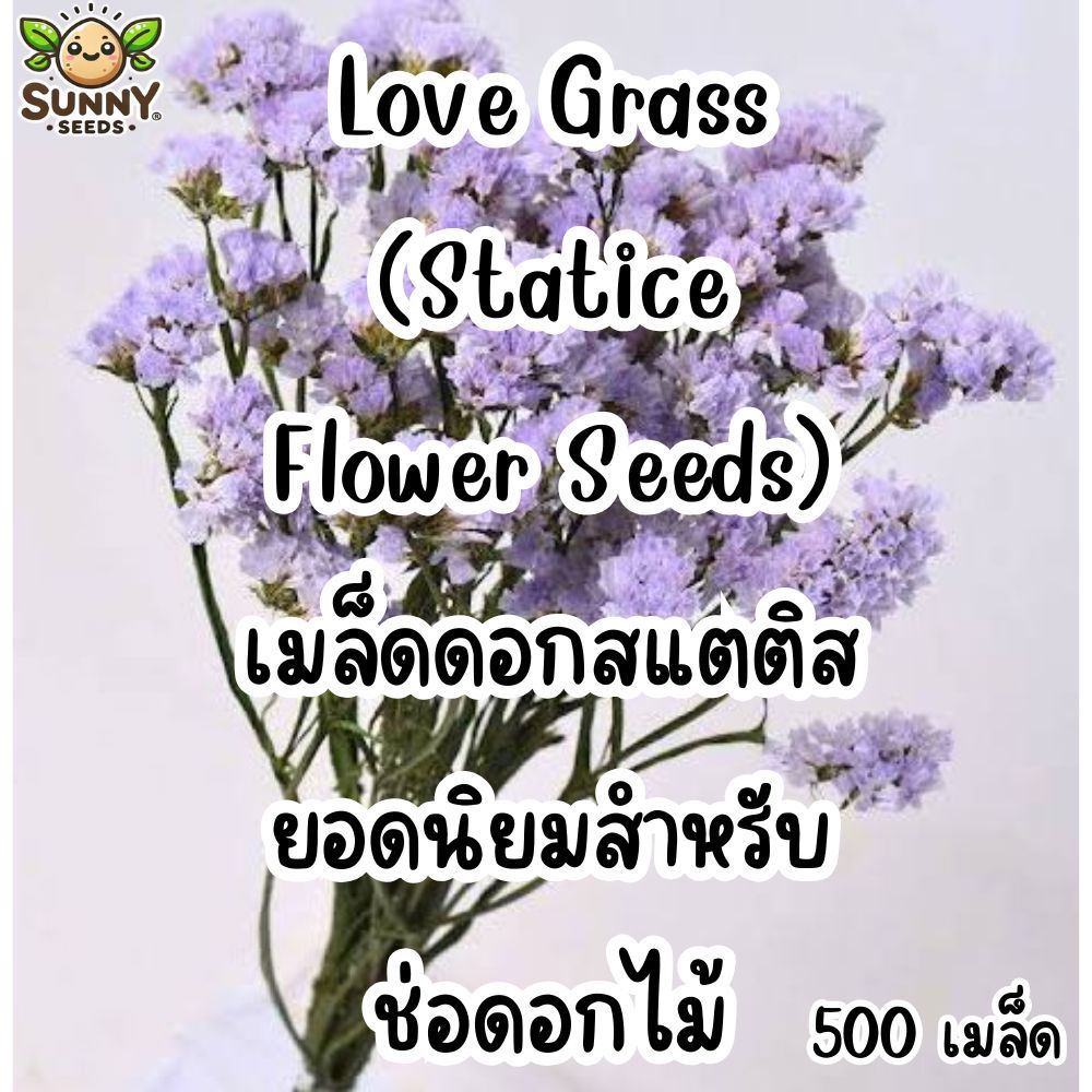 Love Grass (Statice Flower Seeds) เมล็ดดอกสแตติสยอดนิยมสำหรับช่อดอกไม้