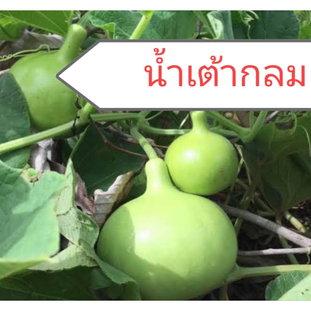 เมล็ดน้ำเต้ากลม ปลูกง่าย ลูกดก