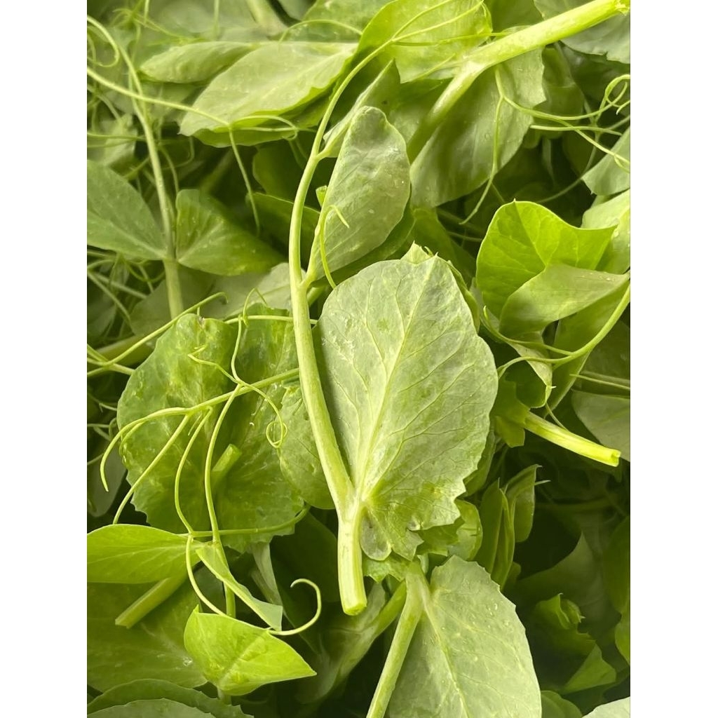 ถั่วลันเตาปลูก  1กิโล(ใบใหญ่) ปลูกกินยอด กินใบ กินฝัก (เมล็ดโต้วเหมี่ยว)