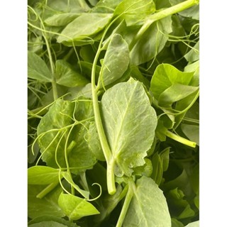 ถั่วลันเตาปลูก  1กิโล(ใบใหญ่) ปลูกกินยอด กินใบ กินฝัก (เมล็ด…