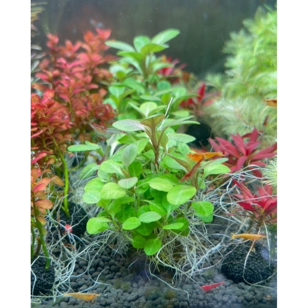 ต้นไม้น้ำโลบิเลีย ไม้พุ่มกลางตู้เลี้ยงง่ายไม่มีCo2ก็เลี้ยงได้ ใบน้ำก้อนบาบิต้นไม้น้ำโลบิเลีย ไม้พุ่ม