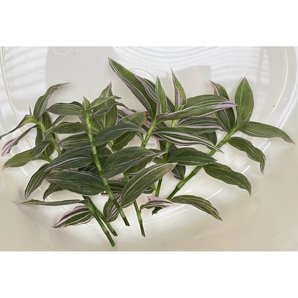 ก้ามปูหลุดด่าง T.fluminensis lavender (กิ่งตัดสด) จำนวน 6-7 ยอด
