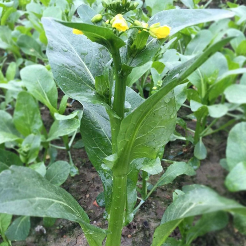พืชผัก (300เมล็ด) Green Choy Sum Seeds คะน้าฮ่องกง การปลูกแบบมีประสิทธิภาพสูง เมล็ดพันธุ์งอกเร็ว - รูปที่ 3