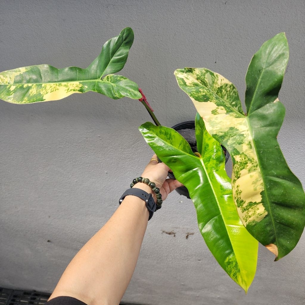 Philodendron Jennifer Variegated (Billietiar X Florida beauty) ฟิโลเดนดรอน เจนนิเฟอร์ (ก้านส้ม X กุ้งด่าง) ได้ต้นตามภาพ