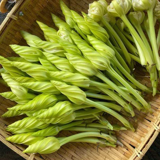เมล็ดพันธุ์ ดอกชมจันทร์ 1ซองมี 10เมล็ด
