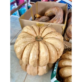 เมล็ดพันธุ์ฟักทองไข่มันลืมผัว 25 เมล็ด
