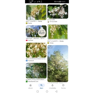 ต้นพันจำ ต้นไม้ป่า มีดอก กลิ่นหอม สูง 15 ซม. เพาะเมล็ด ต้นแข็งแรง