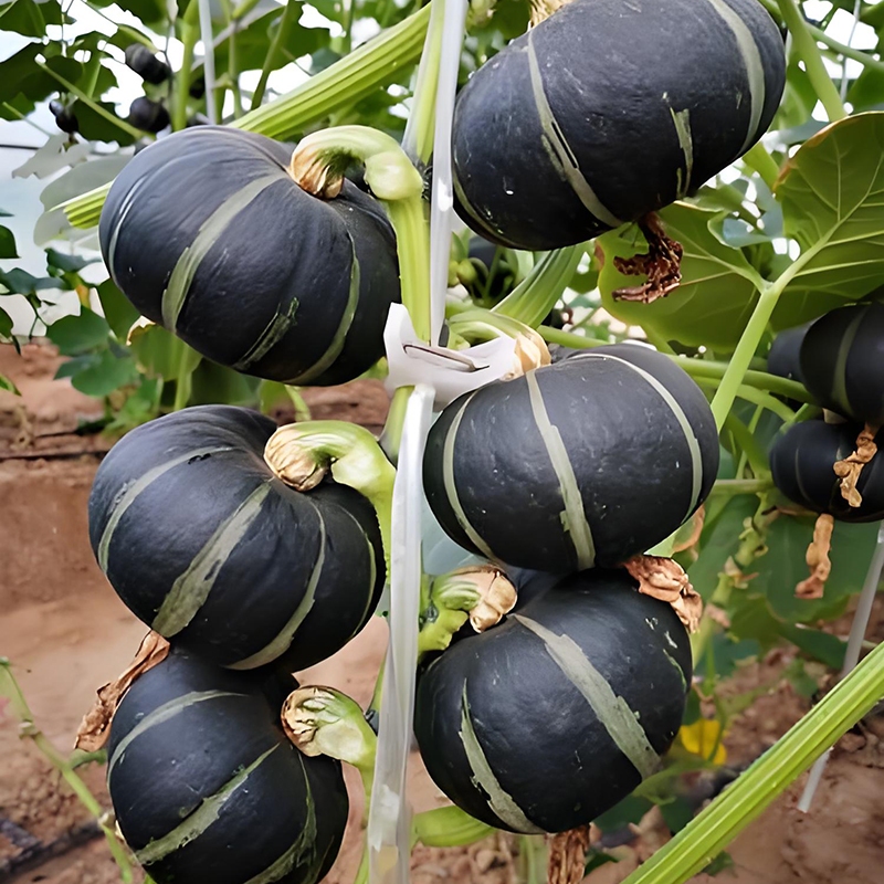 Japanese Pumpkin seeds 5 เมล็ด เมล็ดพันธุ์ ฟักทองญี่ปุ่น ปลูกง่าย เนื้อมัน