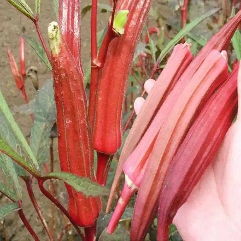 เมล็ดพันธุ์ กระเจี๊ยบมอญ สีแดง Red Okra Seed - งอกง่าย 20เมล็ด/ซอง Red Burgundy Okra Seed Vegetables