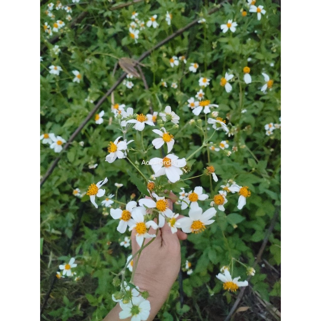 ต้นพันธุ์ดาวดอยแพคคู่ กระดุมเงิน แบบกระถางพร้อมปลูก