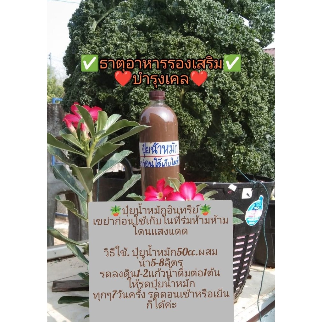 ปุ๋ยน้ำหมักอินทรีย์ ธาตุอาหารเสริม ช่วยบำรุงระบบราก ป้องกันเชื้อโรคในดิน
