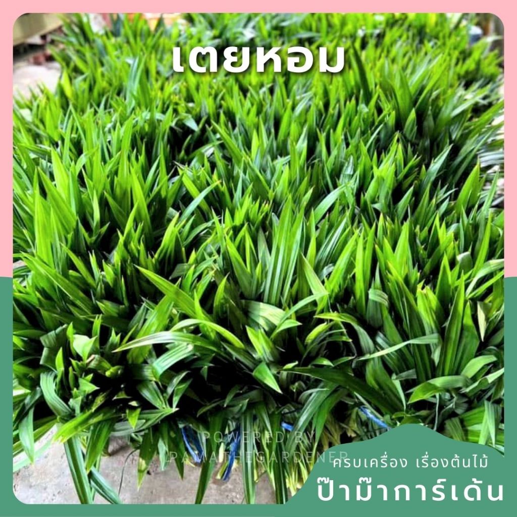 โลละ 15 บาท ขั้นต่ำ 10 กิโล เตยหอมแท้ 100% ส่งแบบตัดสด ส่งตรงจากสวน