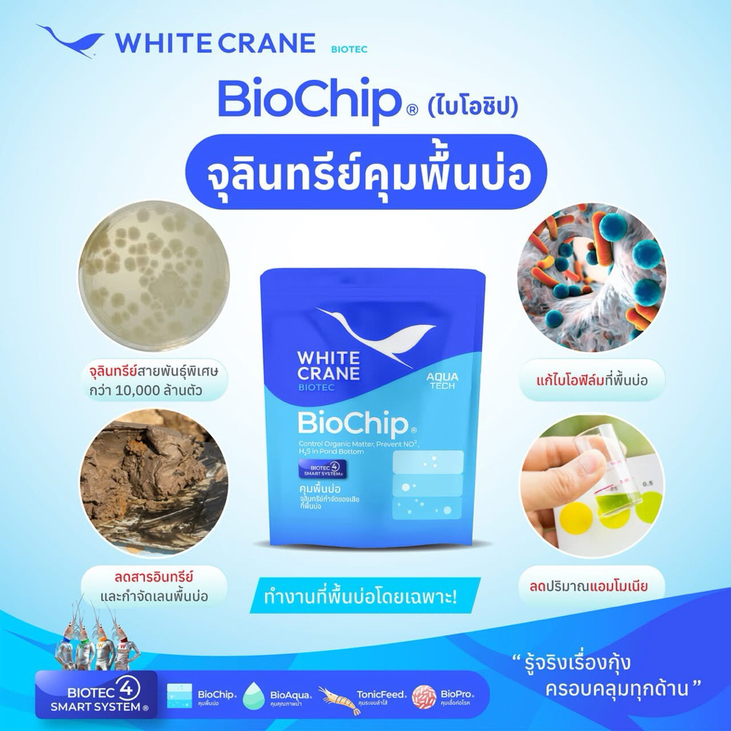 ไบโอชิป BioChip จุลินทรีย์ จัดการ ควบคุม ของเสียพื้นบ่อเลี้ยง สัตว์น้ำทุกชนิด ปลา กุ้ง กบ ฯ แก้ปัญหาเลนเน่า พื้นบ่อเน่า