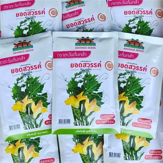 เมล็ดฟักทองเก็บยอด ยอดสวรรค์ ตราตะวันต้นกล้า ขนาด45กรัม เมล็ดพันธุ์ฟักทองเก็บยอด เมล็ดพันธุ์ผัก