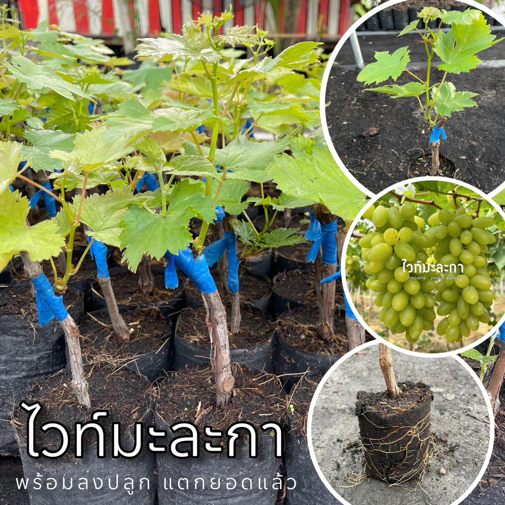 ต้นองุ่นไวท์มะละกา พร้อมปลูก แตกยอดแล้ว ต้นแม่ป่า 100 %