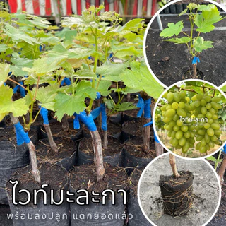 ต้นองุ่นไวท์มะละกา พร้อมปลูก แตกยอดแล้ว ต้นแม่ป่า 100 %