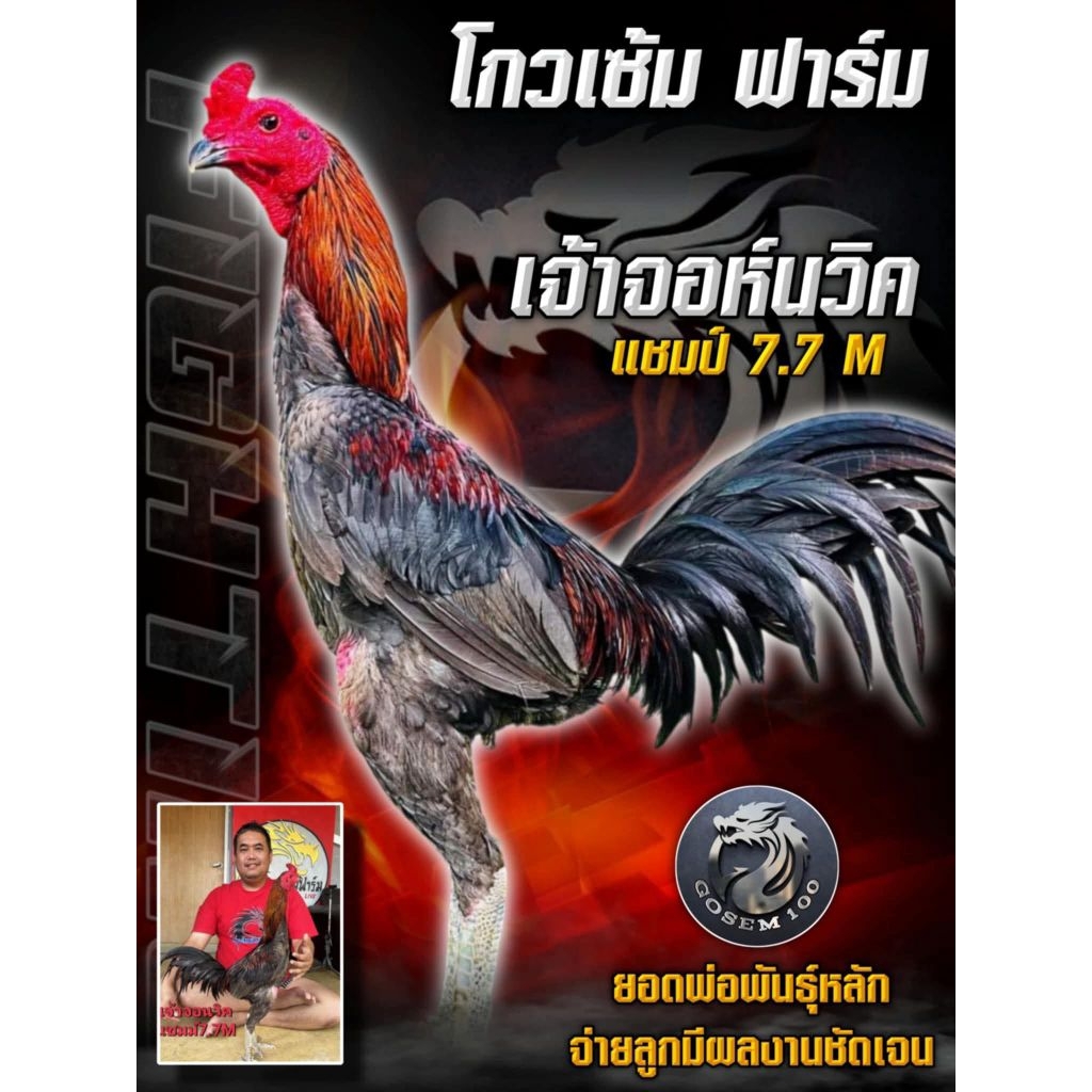 ไข่เชื้อไก่ชนสายจอห์นวิค โกวเซ้มฟาร์ม (ซื้อ 5 แถม 1) ราคา ถูกที่สุด ดีลบีเคเค