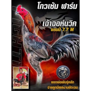 ไข่เชื้อไก่ชนสายจอห์นวิค โกวเซ้มฟาร์ม (ซื้อ 5 แถม 1)