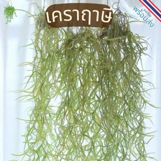 เคราฤาษี​ ชุด​ 5หรือ10​ พวง ไม้ฟอกอากาศ​ ประดับตกแต่งอาคาร​ บ้านเรือน ช่วยให้อากาศบริสุทธิ์​ ดูแลง่าย​ ทนแล้งได้ดี