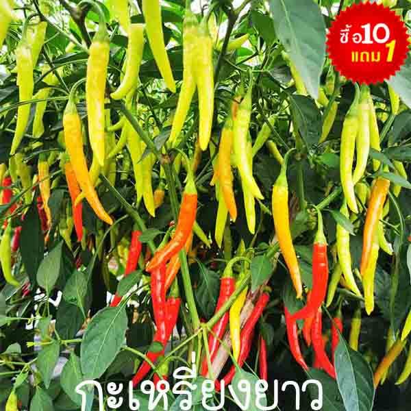 พริกกะเหรี่ยงยาว📌10แถม1🎯ถูกที่สุด10 บ.👌เมล็ดพันธุ์พริกกะเหรี่ยงยาว 20-120 เมล็ด🌱งอกง่าย🔥ผลดกมาก🌿อายุยืน🔥เผ็ดมาก