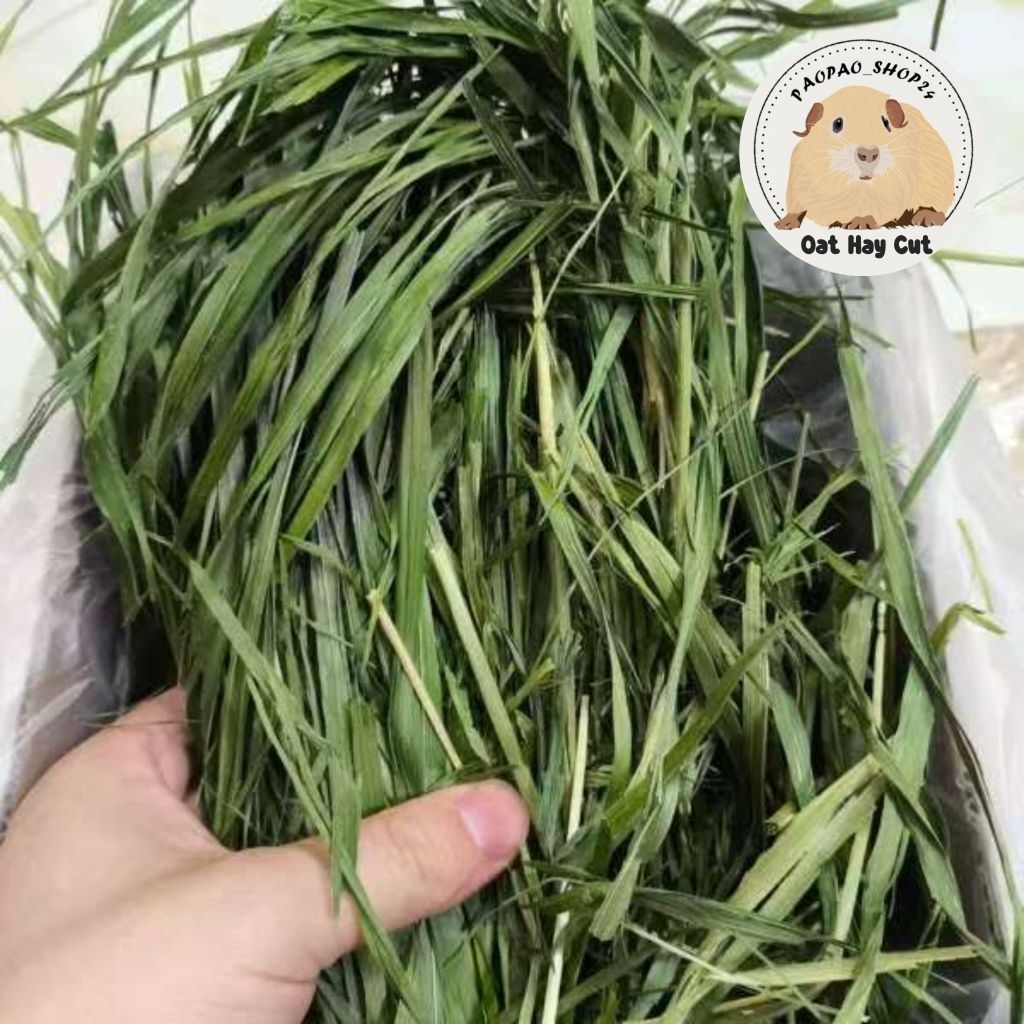 หญ้าโอ๊ตอบลมร้อน ตัดสั้น ก้านใบใหญ่ กรอบ เขียว หอม (Oat hay cut)