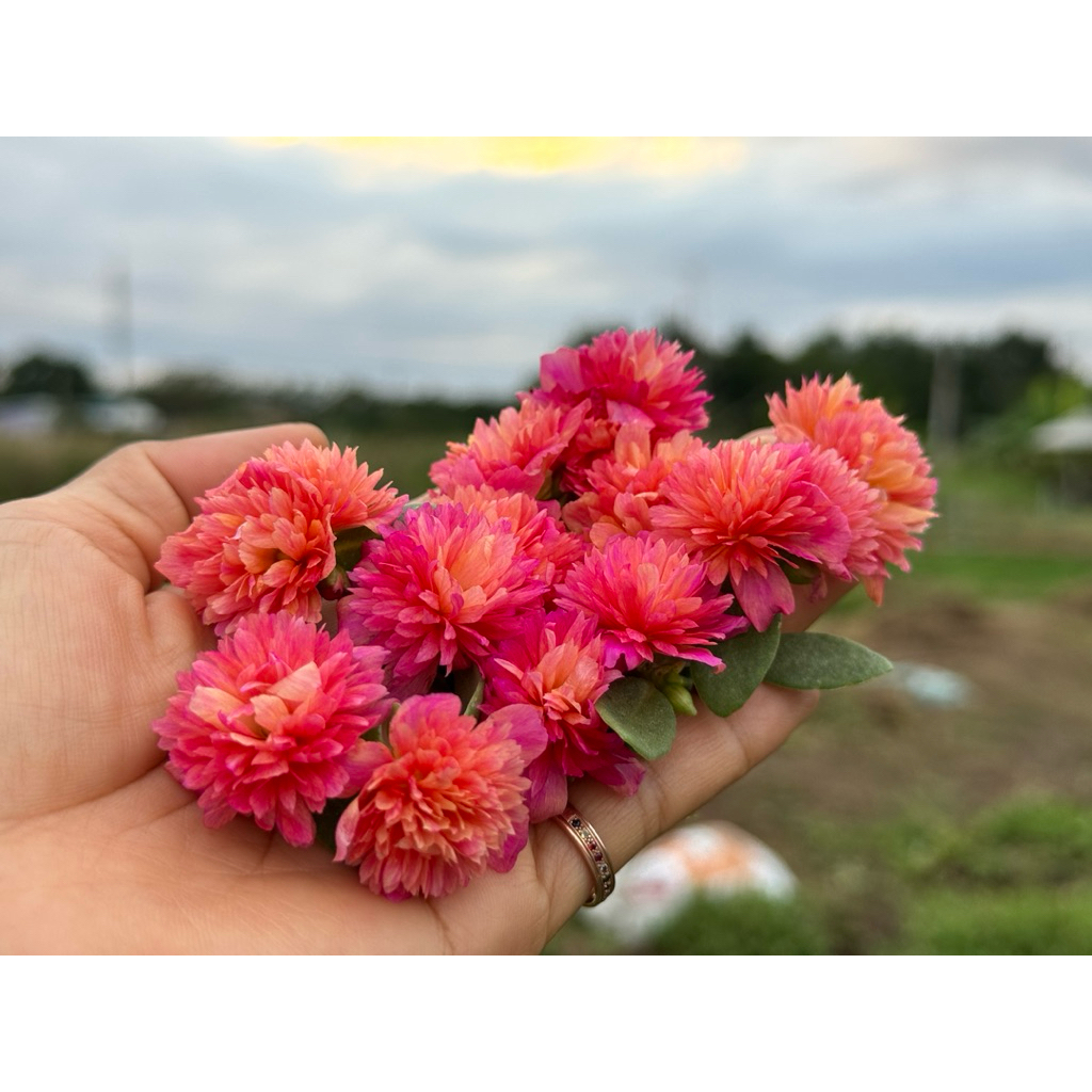 คุณนายแหวนเพชรสีชมพูอมส้ม25กิ่ง