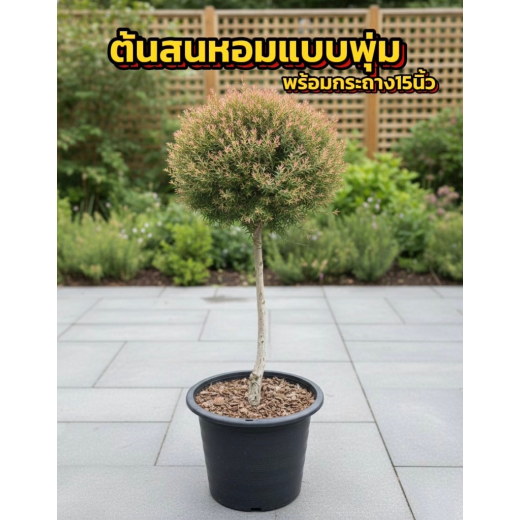 ต้นสนหอมแบบพุ่มใหญ่ขนาด 105-110cm พร้อมกระถาง15นิ้ว
