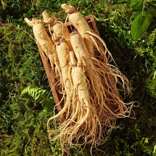 โสมเกาหลี🎈แท้100%🎯ถูกที่สุด10บ.🎯เมล็ดพันธุ์โสมเกาหลี 3-18 เมล็ด🌿ปลูกในไทยได้🎈สุดยอดสมุนไพร🥬ปลูกต่อได้🚛แพคไว