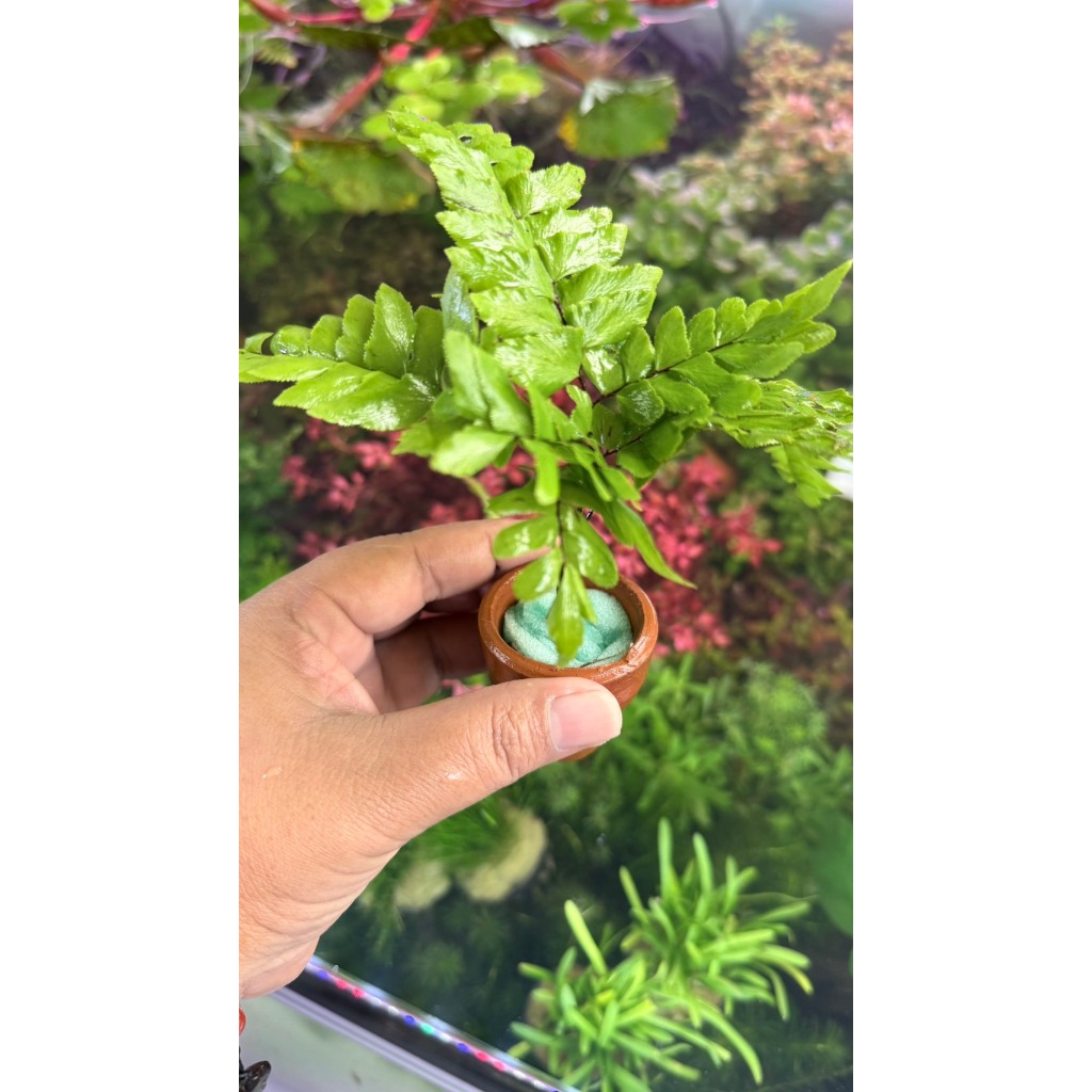 รูปภาพ 2