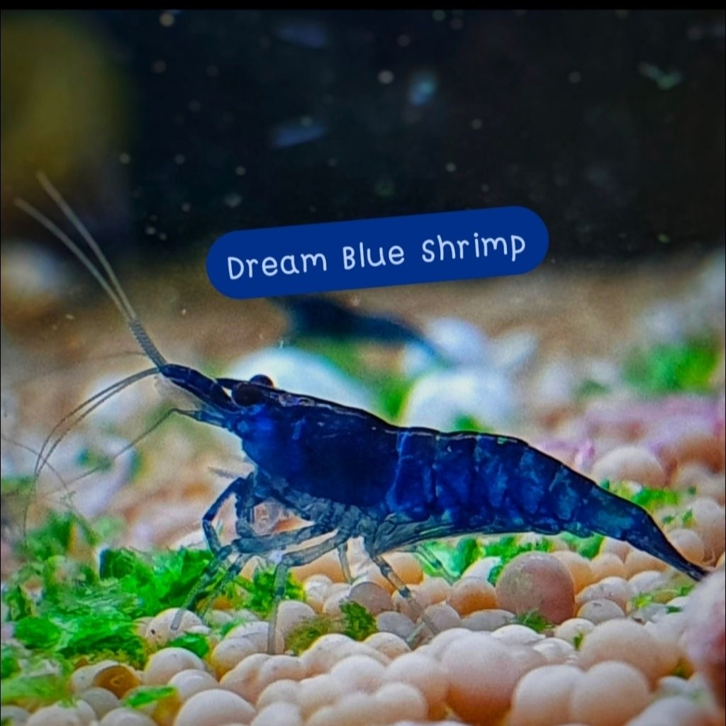 กุ้งแคระDreamBlueอุปกรณ์เสริมกำจัดตะไคร่ตู้ไม้น้ำ(13ชิ้น)+++(พร้อมส่ง)+++มีประกัน