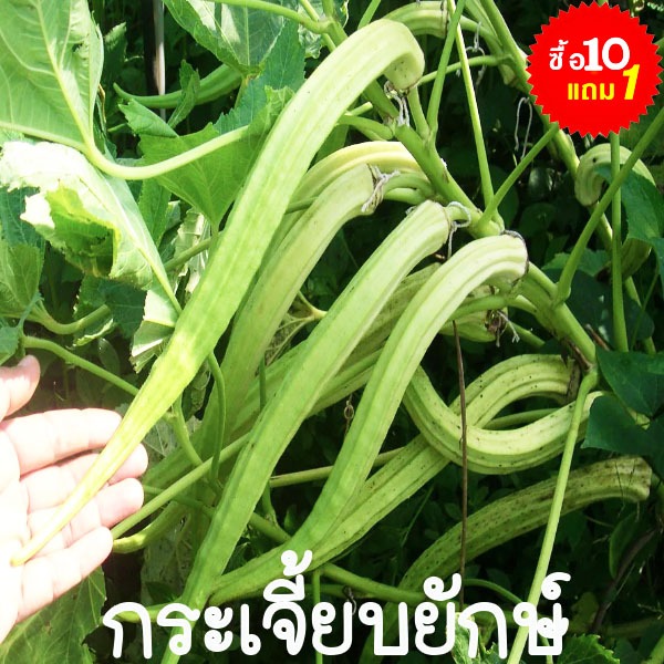 กระเจี้ยบยักษ์📌10แถม1🎯ถูกที่สุด10บ.🎯เมล็ดพันธุ์กระเจี้ยบยักษ์ 5-10 เมล็ด☘️กระเจี้ยบงาช้าง☘️งอกง่าย🌿ทนแล้ง👉ทานอร่อย🌿