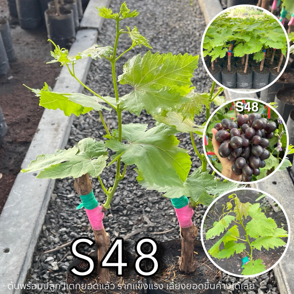 ต้นองุ่น S48 - พร้อมปลูก แตกยอดแล้ว รากแข็งแรง ไม่ต้องลุ้นการแตกตา เลี้ยงยอดขึ้นค้างได้เลย