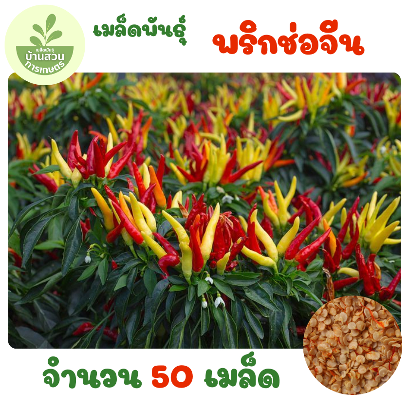 เมล็ดพันธุ์พริกช่อจีน จำนวน 50 เมล็ด