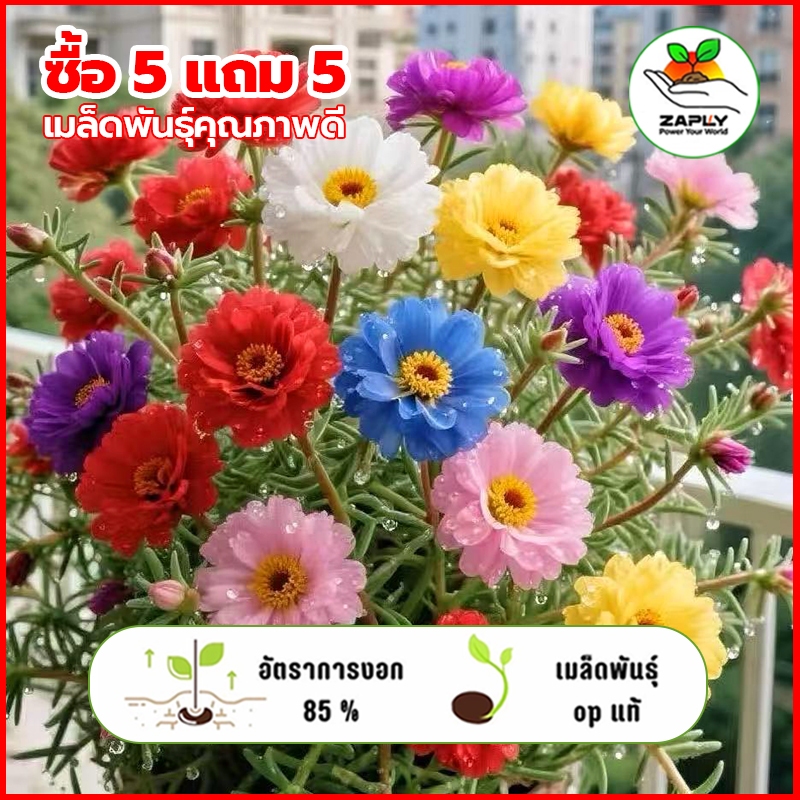 เมล็ดดอกคุณนายตื่นสาย 39 บาท 1000 เมล็ด【ซื้อ 5 แถม 5 ฟรี】