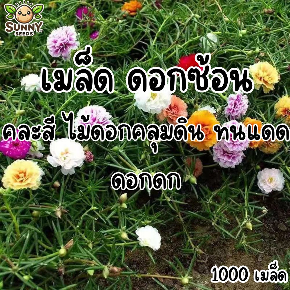 ไม้ดอกคลุมดิน ดอกซ้อน คละสี ทนแดด ดอกดก ทนแล้ง ไม่ต้องรดน้ำบ่อย