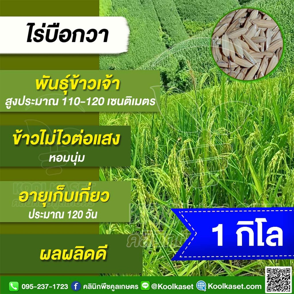 เมล็ดพันธุ์​ข้าว ทดลองปลูก ข้าวเจ้า ข้าวไร่ บือวา บนดอย หอมนุ่ม นาปี นาปรัง พื้นที่น้ำน้อย 1 กก.คูลเกษตร ไรซ์ KR169