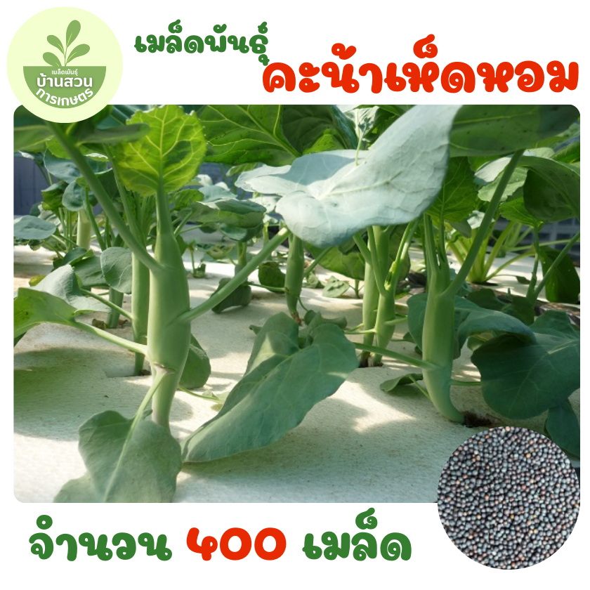เมล็ดพันธุ์คะน้าเห็ดหอม จำนวน 400 เมล็ด