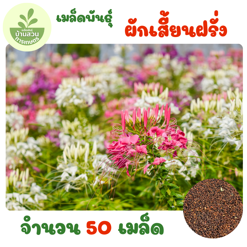 เมล็ดพันธุ์ผักเสี้ยนฝรั่ง จำนวน 50 เมล็ด