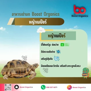 อาหารเต่าบกสูตรหญ้าเนเปียร์ Boost Organicsไฟเบอร์สูง ช่วยย่อย ขับถ่ายดี เต่ากินเพลิน 10 kg