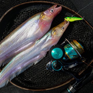 กระดี่ตกปลาแดง  กระดี่ซี ทู สตรีม