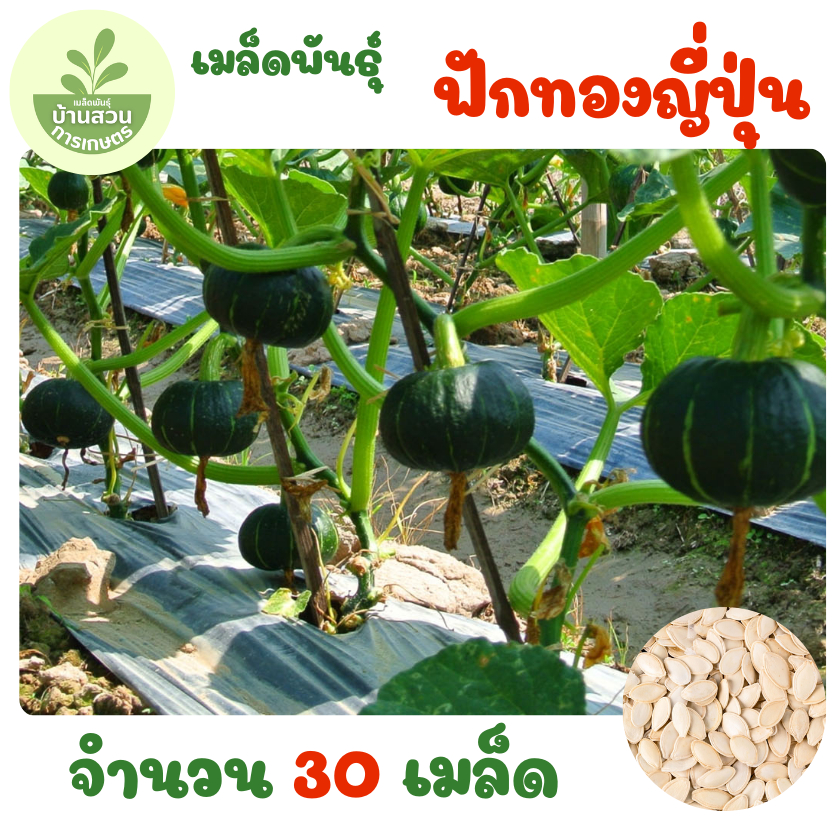 เมล็ดพันธุ์ฟักทองญี่ปุ่น จำนวน 30 เมล็ด