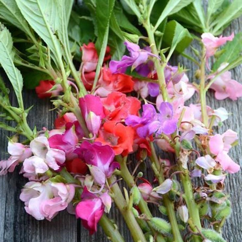 100 เมล็ด เมล็ดดอกเทียน เทียนดอก เทียนสวน เทียนไทย Impatiens balsamina Seeds ดอกคละสี High quality and high yield - รูปที่ 6