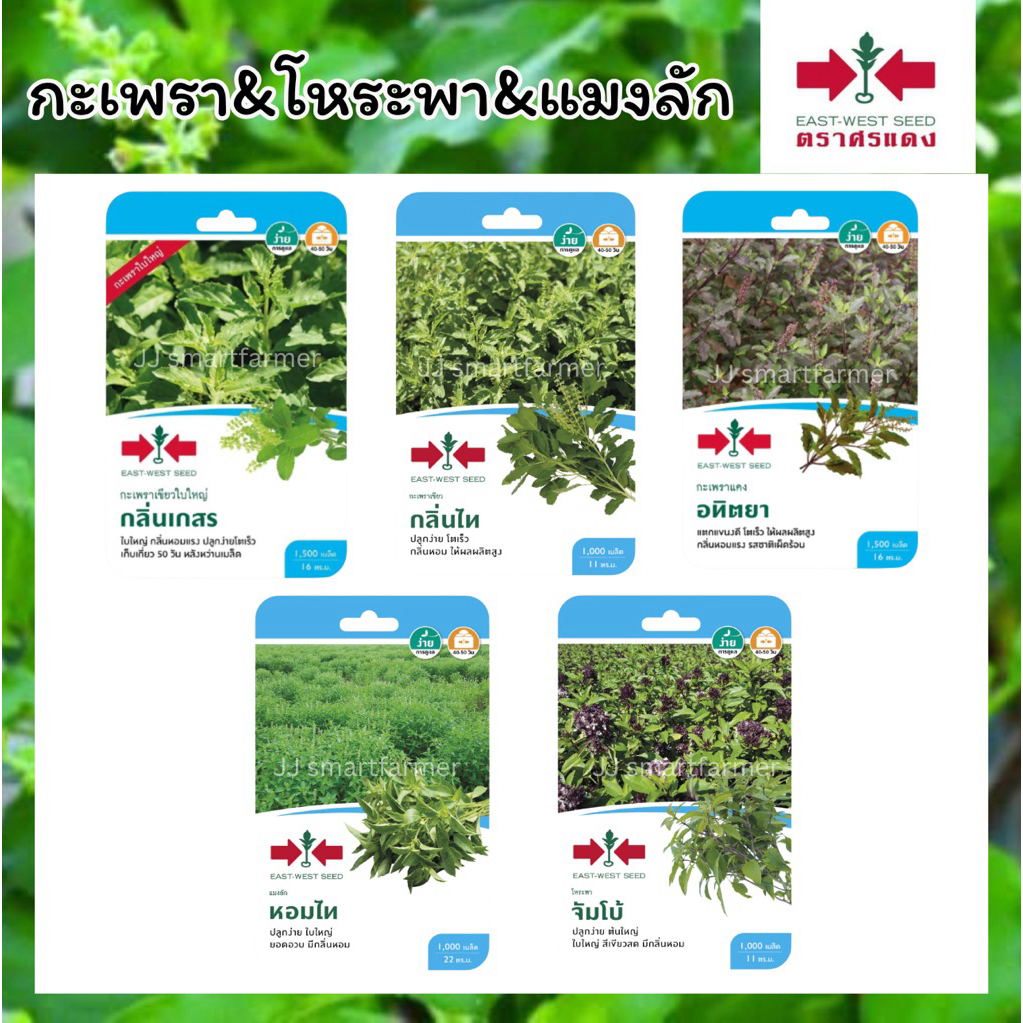 เมล็ดกะเพรา,โหระพา,แมงลัก (เมล็ดซอง ตราศรแดง)กลิ่นเกสร,กลิ่นไท,อทิตยา,หอมไท,จัมโบ้