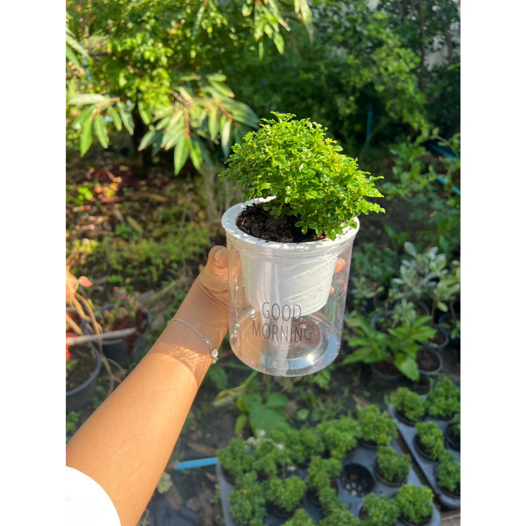 มุมมอง 3