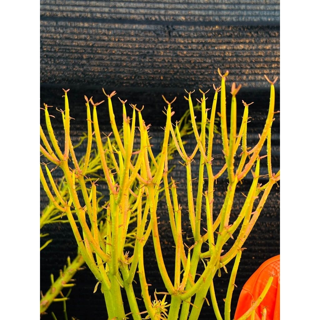 พญาไร้ใบ พญาไร้ใบญี่ปุ่น พญาไร้ใบก้านแดง ต้นพญาไร้ใบ Euphorbia tirucalli firestick ยอดตัดสด