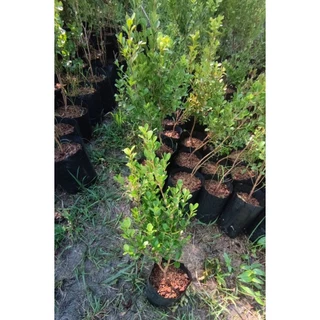ต้นบ็อกซ์วูด(ใบใหญ่) Boxwood สูง 40-60cm นิยมทำเป็นบอนไซ